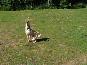 Wynhol Farm Visitors